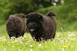 CHOW CHOW 519